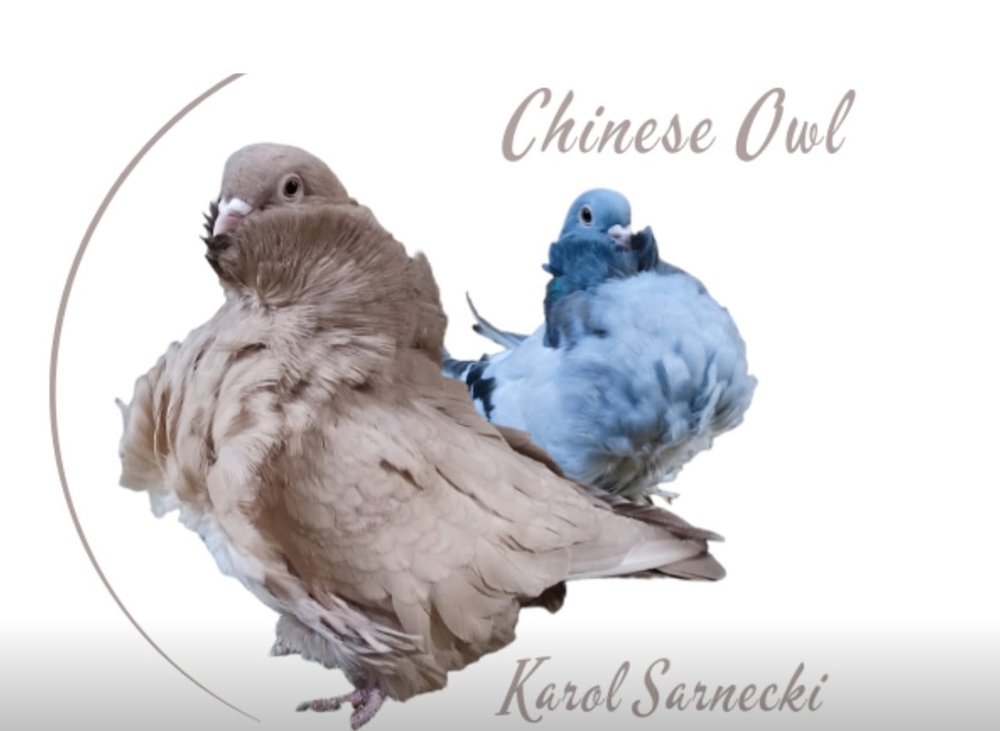 Chinese Owl, Karol Sarnecki: dwa chińskie gołębie, kawowy i niebieski