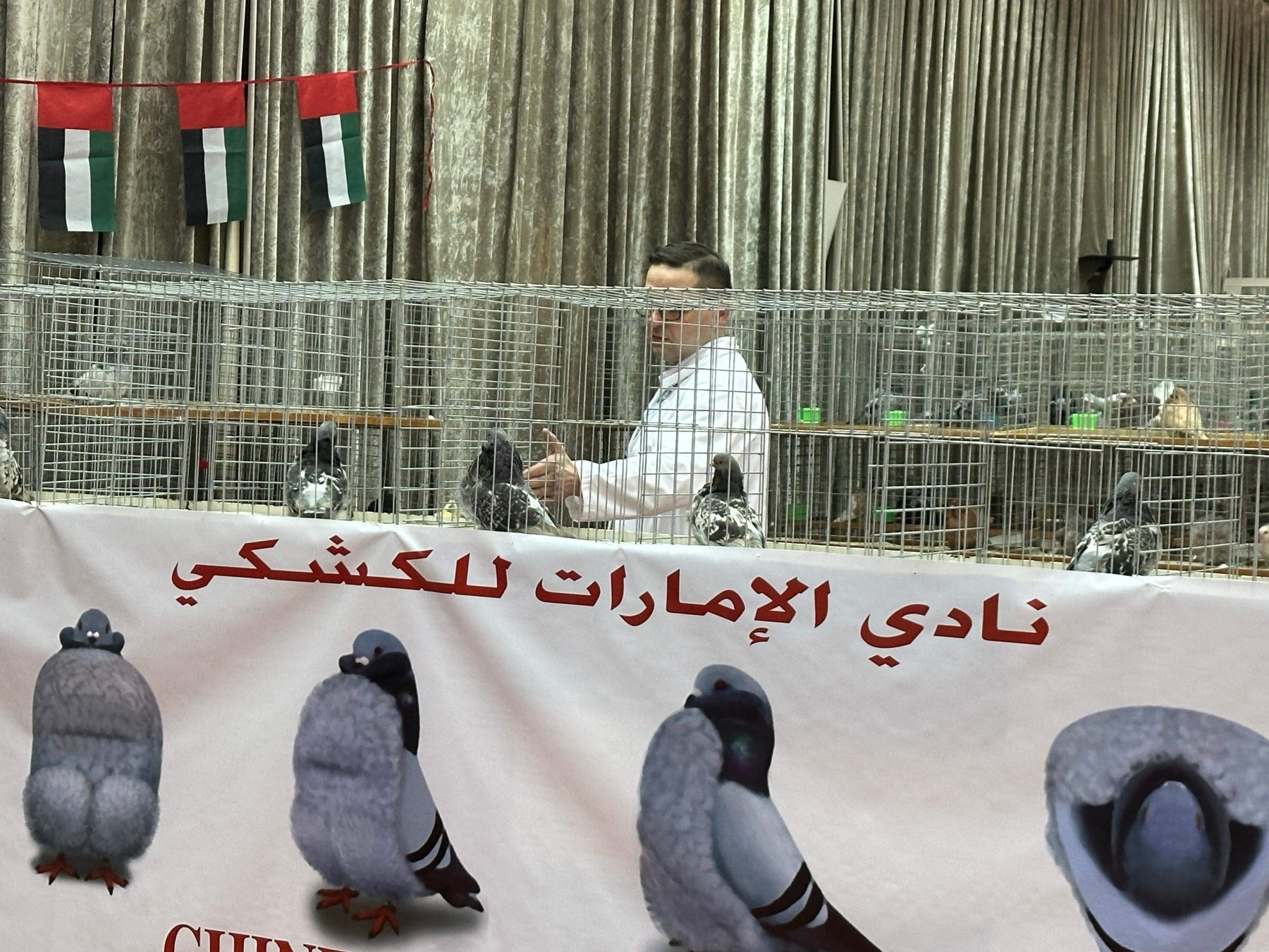 Karol Sarnecki podczas oceny gołębi chińskich na wystawie w Zjednoczonych Emiratach Arabskich