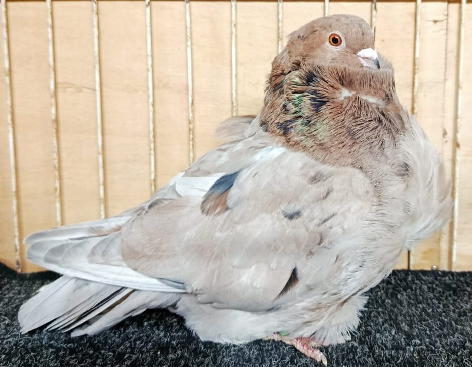 Brązowy gołąb chiński