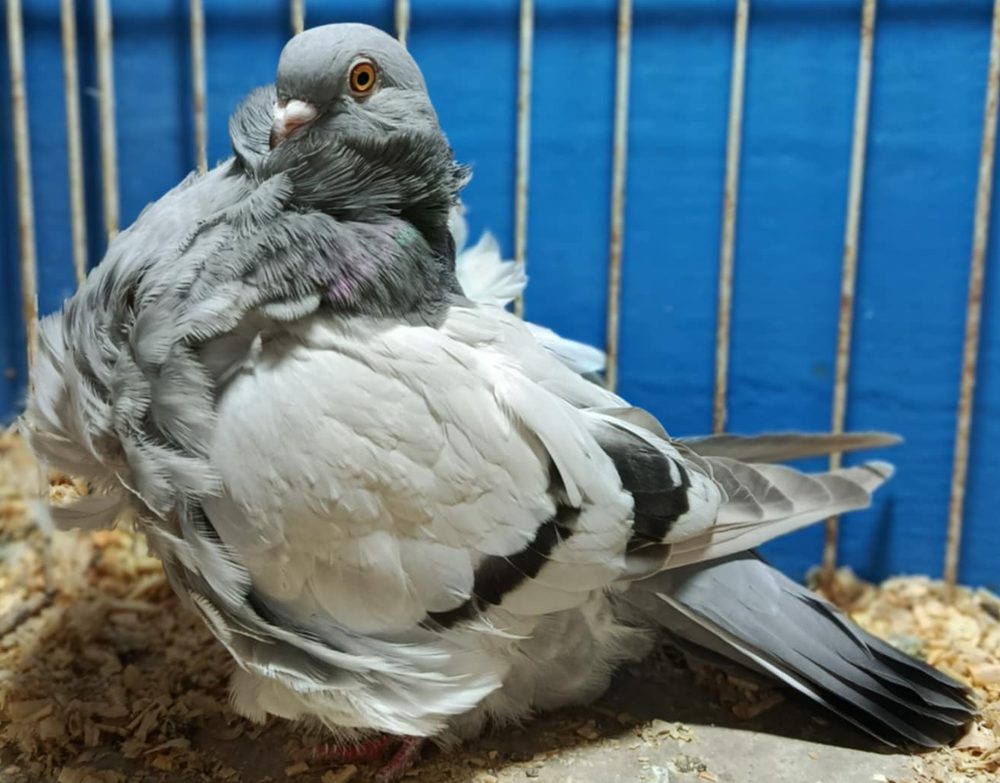 Niebieskopłowy gołąb chiński