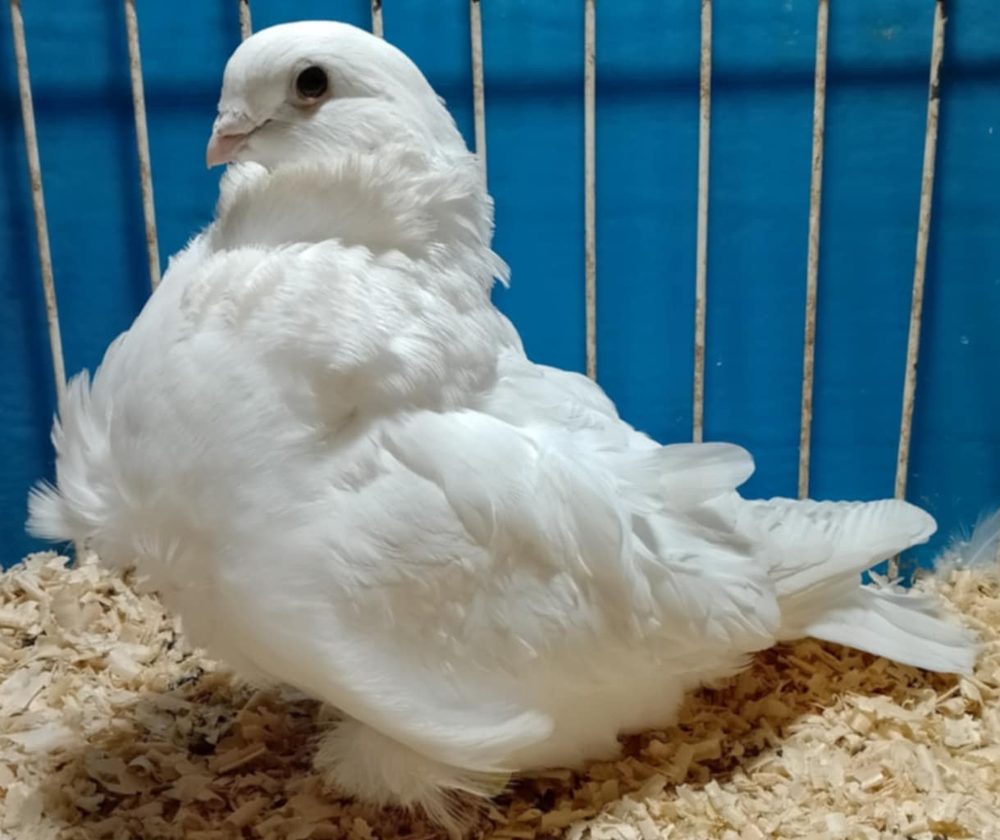 Biały gołąb chiński