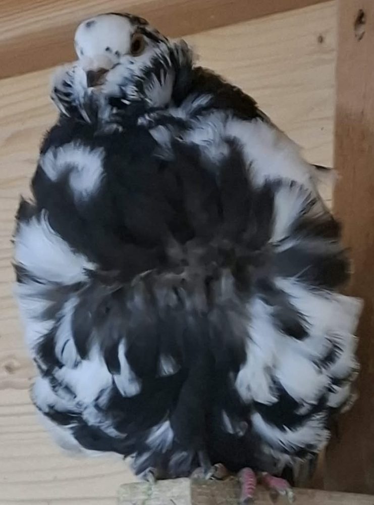 Gołąb chiński almond