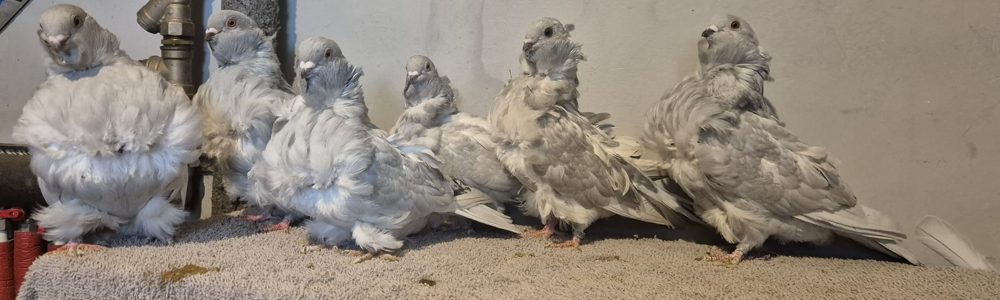 Srebrne gołębie chińskie na półce